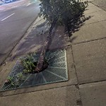 Tree/Branch Damage - Public Property at 10104 104 Avenue NW