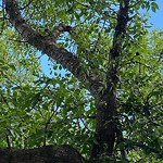 Tree/Branch Damage - Public Property at 11411 125 Street NW