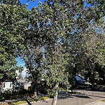 Tree/Branch Damage - Public Property at 10366 148 Street NW