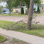 Tree/Branch Damage - Public Property at 10456 159 Street NW