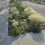 Park Grass Maintenance at 1903 18 St Nw, Edmonton, Ab T6 T 2 K8, Canada