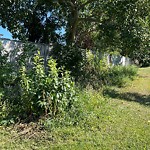 Noxious Weeds - Public Property at 5808 148 Street NW