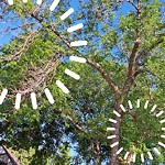 Overgrown Trees - Public Property at 12334 92 St NW