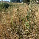 Park Grass Maintenance at 11620 120 Street NW