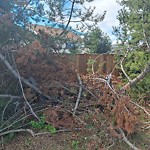 Tree/Branch Damage - Public Property at 4404 33 A Avenue NW