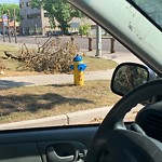 Tree/Branch Damage - Public Property at 8800 99 Street NW