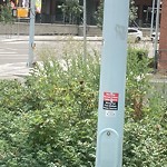 Noxious Weeds - Public Property at 11010 Jasper Avenue NW