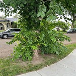 Overgrown Trees - Public Property at 4229 115 Avenue NW