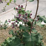 Noxious Weeds - Public Property at 12628 112 Ave Nw, Edmonton T5 M 2 T3