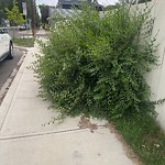 Overgrown Trees - Public Property at 12905 117 Street NW