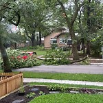 Tree/Branch Damage - Public Property at 11143 63 Street NW