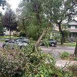 Tree/Branch Damage - Public Property at 9735 88 Avenue NW