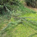 Tree/Branch Damage - Public Property at 9231 100 Avenue NW