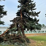 Tree/Branch Damage - Public Property at 10524 46 Street NW