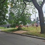 Tree/Branch Damage - Public Property at 12003 124 Street NW