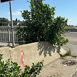 Overgrown Trees - Public Property at 4240 106 Street NW