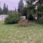 Tree/Branch Damage - Public Property at 11335 57 Avenue NW