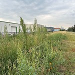 Park Grass Maintenance at 11440 121 Street NW