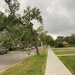 Tree/Branch Damage - Public Property at 11020 65 Avenue NW