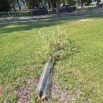 Tree/Branch Damage - Public Property at 11624 135 St Nw, Edmonton, Ab T5 M 1 K8, Canada