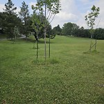 Tree/Branch Damage - Public Property at 4030 117 Street NW