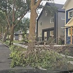 Tree/Branch Damage - Public Property at 10931 77 Avenue NW