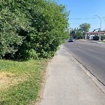 Overgrown Trees - Public Property at 9424 149 Street NW