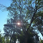 Overgrown Trees - Public Property at 10519 75 Avenue NW