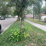 Overgrown Trees - Public Property at 12321 122 Avenue NW