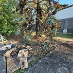 Tree/Branch Damage - Public Property at 2310 109 Street NW