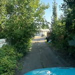 Overgrown Trees - Public Property at 3615 117 A Street NW