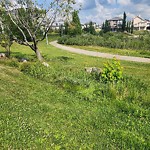 Park Grass Maintenance at 13808 155 Avenue NW