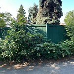 Overgrown Trees - Public Property at 6607 125 Street NW