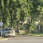 Overgrown Trees - Public Property at 11164 69 Street NW