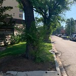 Tree/Branch Damage - Public Property at 9947 Saskatchewan Drive NW