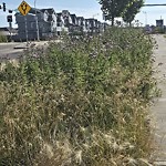 Park Grass Maintenance at 1903 18 Street NW