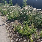 Noxious Weeds - Public Property at 4716 115 Street NW