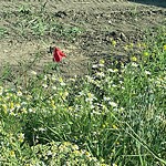 Noxious Weeds - Public Property at 3020 Haddow Drive NW