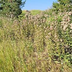 Noxious Weeds - Public Property at 1636 Kerr Road NW