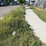 Noxious Weeds - Public Property at 3818 Chrustawka Place SW