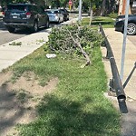 Tree/Branch Damage - Public Property at 8303 100 Street NW