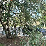 Overgrown Trees - Public Property at 6222 127 Street NW