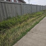 Noxious Weeds - Public Property at 9148 Pear Drive SW