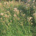 Noxious Weeds - Public Property at 6750 88 Street NW