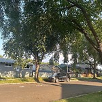 Overgrown Trees - Public Property at 8103 122 Avenue NW