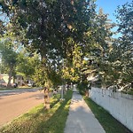 Overgrown Trees - Public Property at 12143 80 Street NW