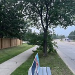 Overgrown Trees - Public Property at 4155 Ramsay Crescent NW