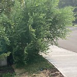 Overgrown Trees - Public Property at 5704 110 Street NW