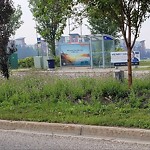 Noxious Weeds - Public Property at 181 Ambleside Drive SW