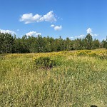 Noxious Weeds - Public Property at 10 Rabbit Hill Road NW